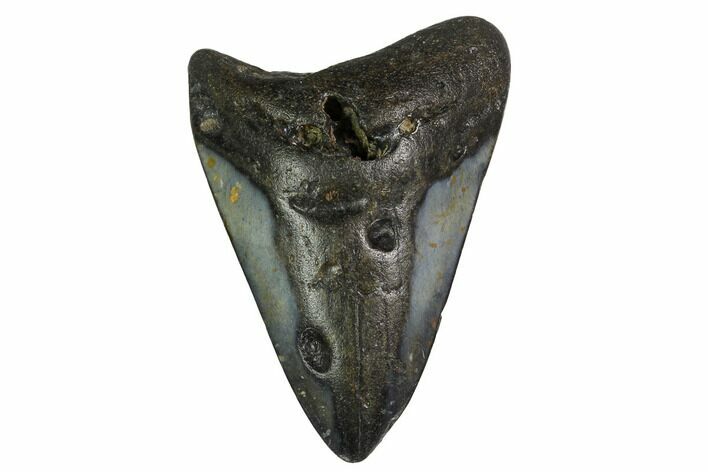 Bargain, Fossil Megalodon Tooth - North Carolina #153129
